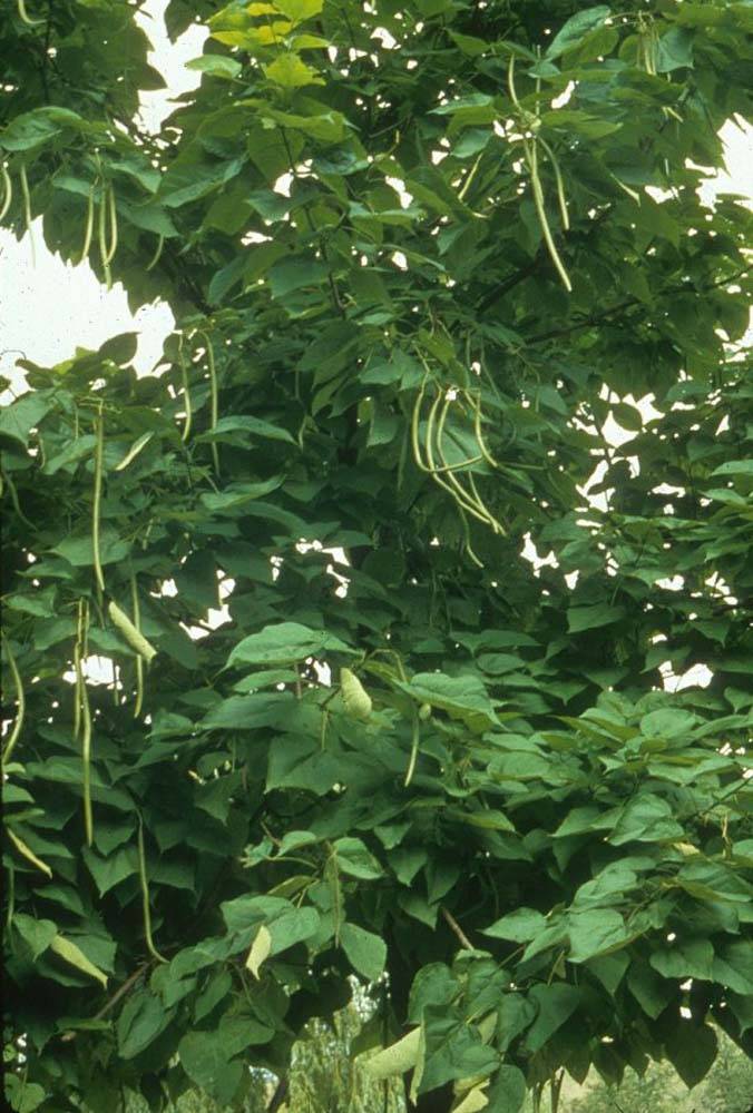 Catalpa speciosa - Northern Catalpa