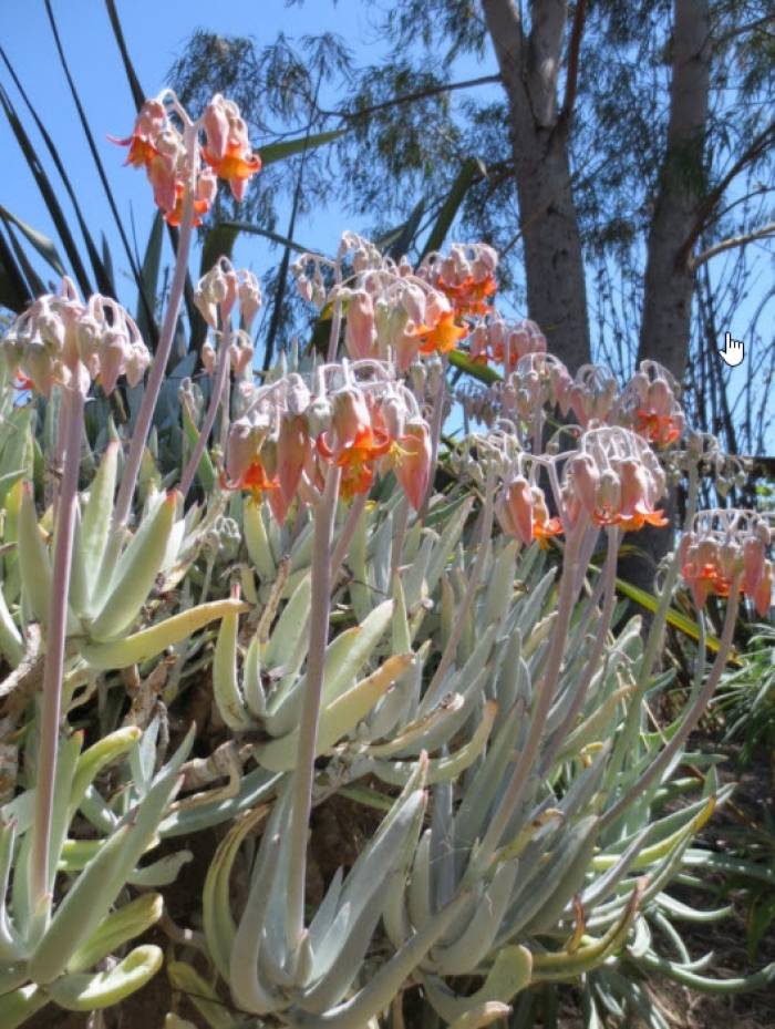 Cotyledon orbiculata var. oblonga - Chalk Fingers | PlantMaster