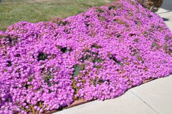 Lampranthus spectabilis