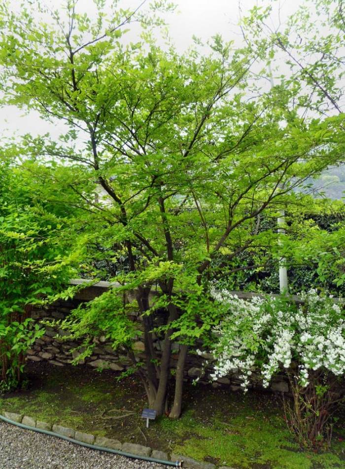 Styrax japonicus - Japanese Snowbell | PlantMaster