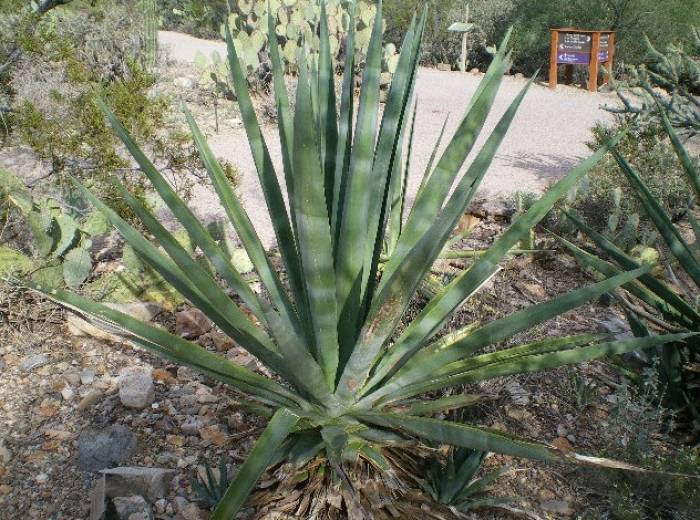 Agave sisalana - Sisal | PlantMaster