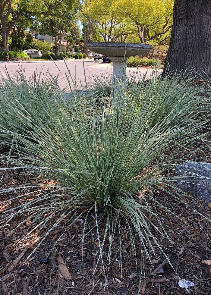Lomandra 'Platinum Beauty'