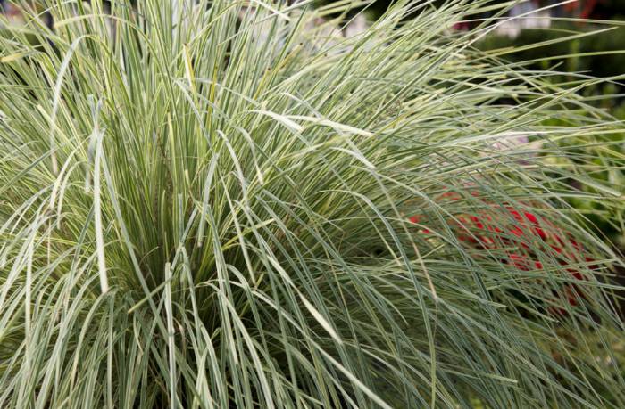 Lomandra 'Platinum Beauty'