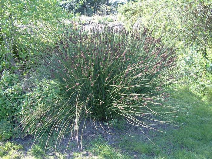 Chondropetalum tectorum