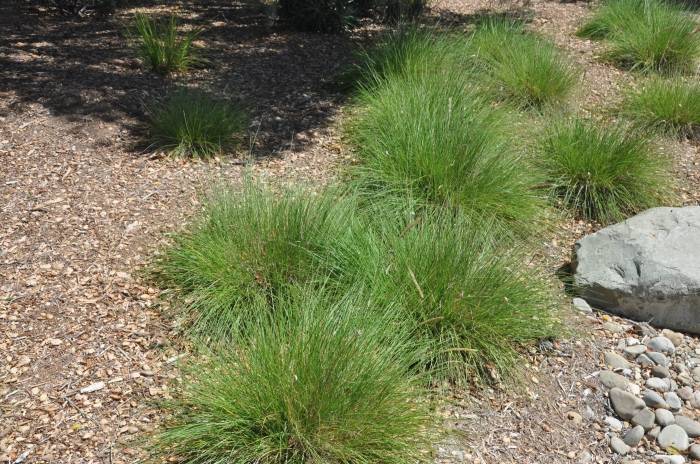 Pennisetum spathiolatum - Slender Veldt Grass | PlantMaster