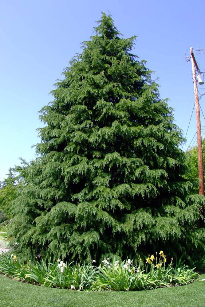 Cedrus deodara