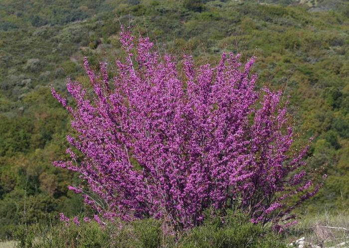 Cercis occidentalis