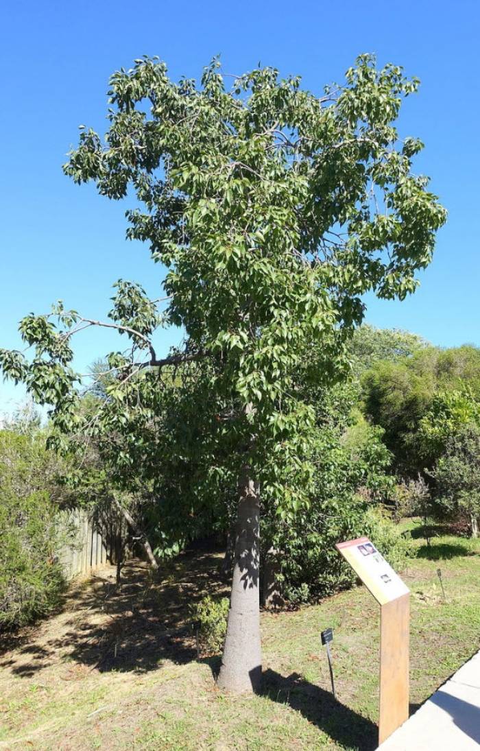 Brachychiton populneus - Bottle Tree