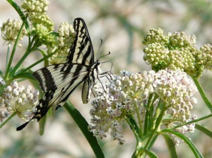 Asclepias Fascicularis Plants