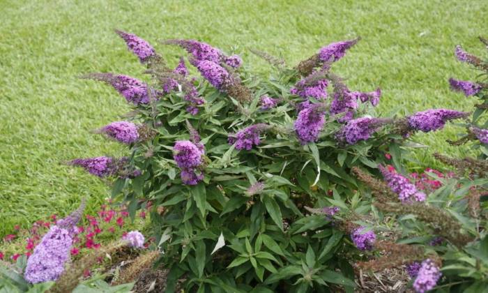 Buddleia 'Pugster Periwinkle'