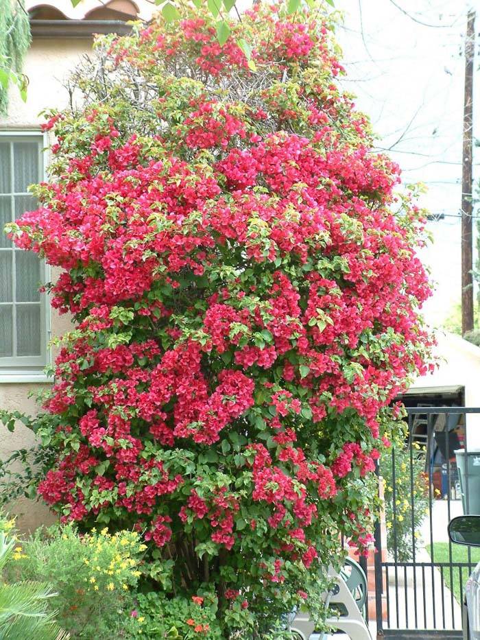 Bougainvillea 'Barbara Karst'