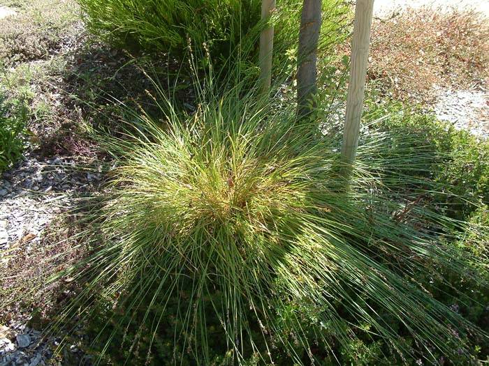 Carex divulsa