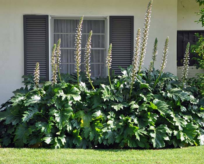 Dave Hort 14 | Plants