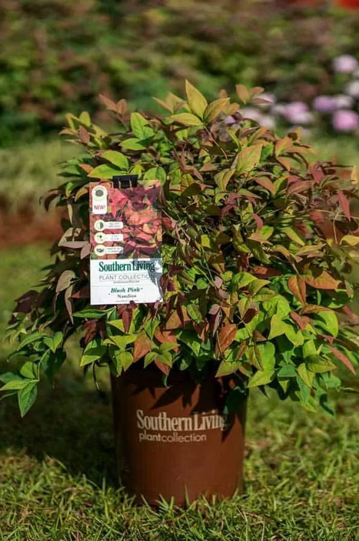 Nandina domestica 'Blush Pink' - Blush Pink Nandina | PlantMaster