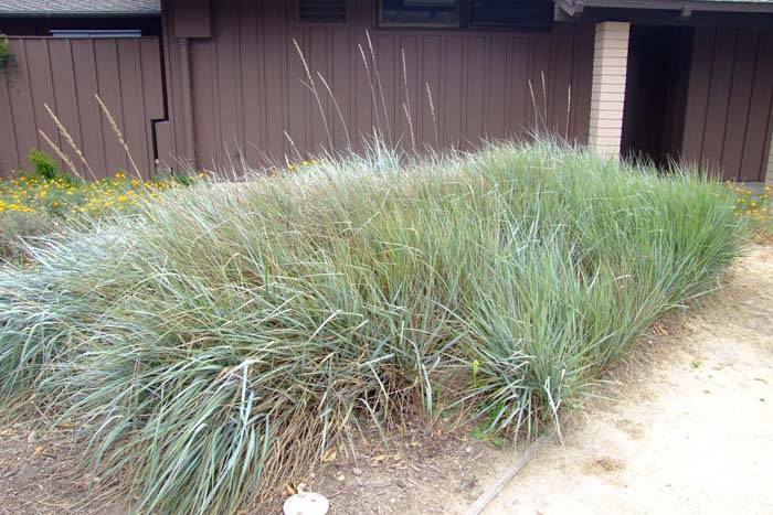 California Natives | Plants