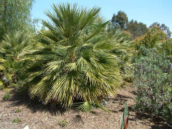 Chamaerops humilis