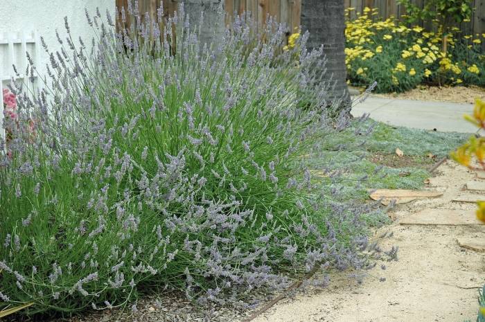 Lavandula x intermedia 'Provence'