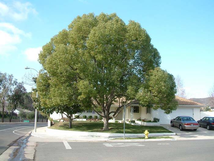 Cinnamomum camphora