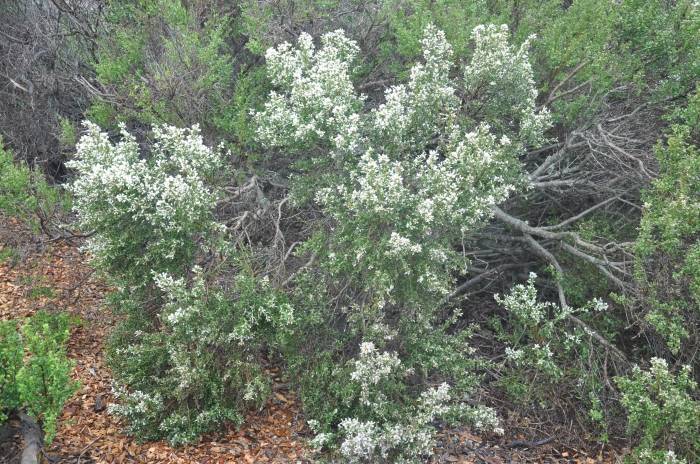 Baccharis pilularis