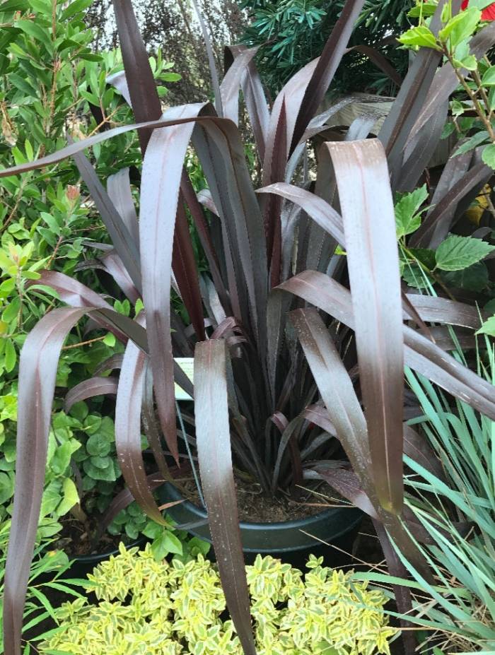 Phormium 