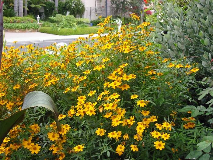 PS 829 Sustainable Plant Selection 133-143 | Plants