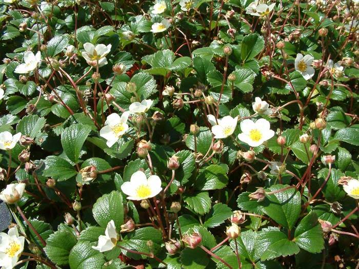 Image #1: Fragaria chiloensis