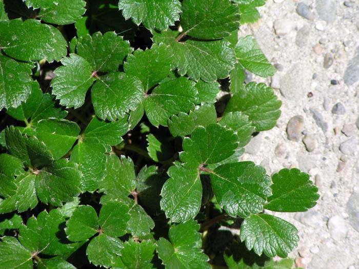 Image #3: Fragaria chiloensis