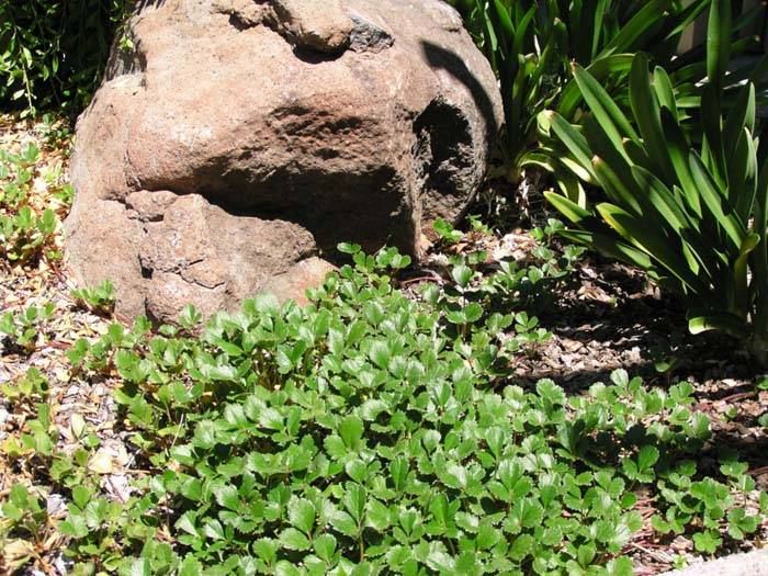 Image #6: Fragaria chiloensis