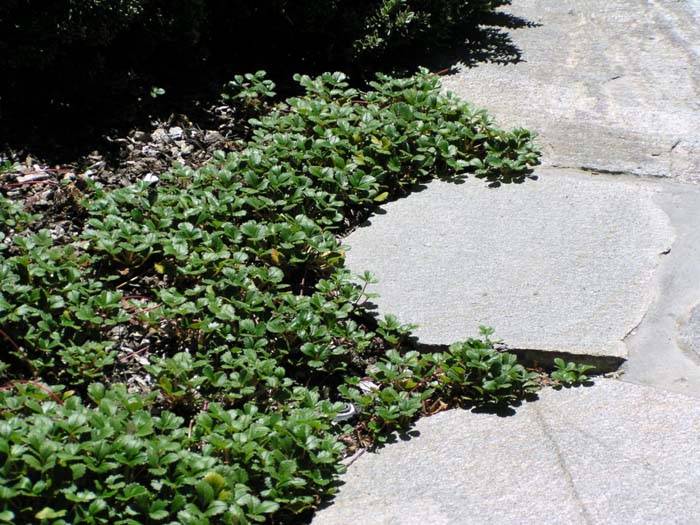 Image #7: Fragaria chiloensis