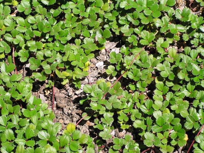 Image #8: Fragaria chiloensis