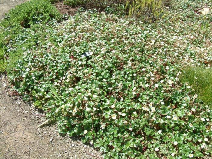 Image #9: Fragaria chiloensis