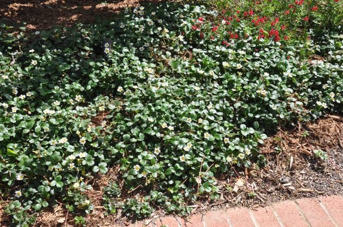 Image #10: Fragaria chiloensis