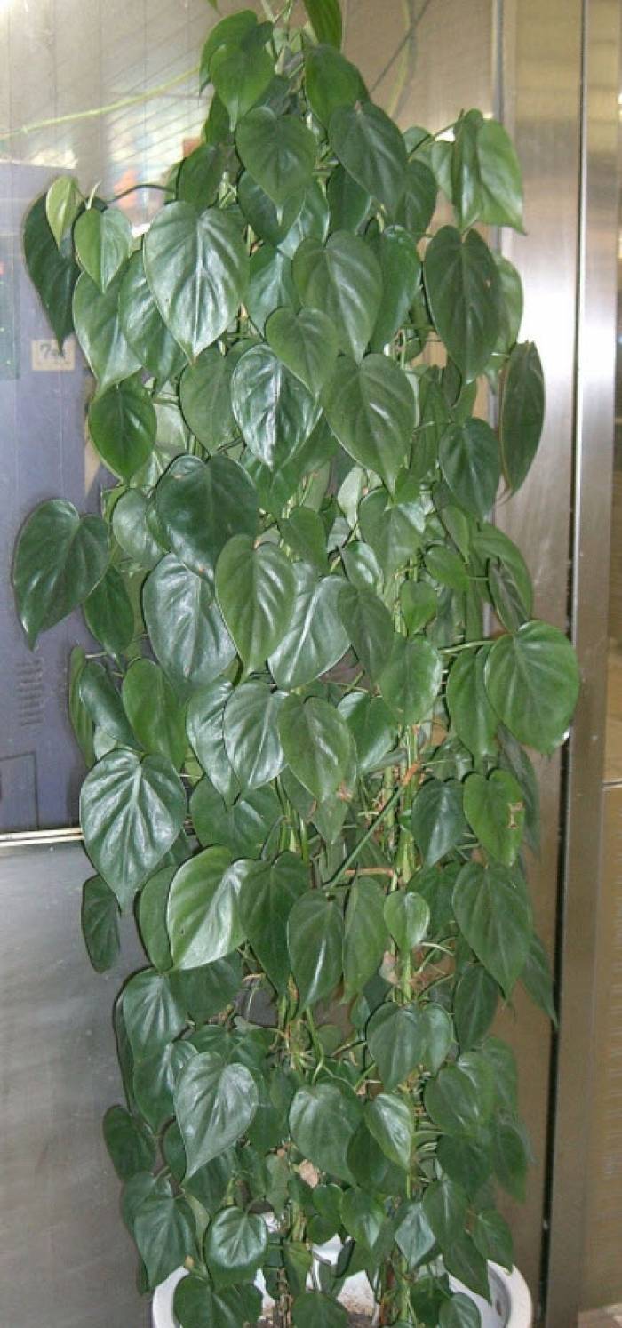 Philodendron scandens oxycardium - Heart-Leaf Philodendron | PlantMaster, image size:700x1494