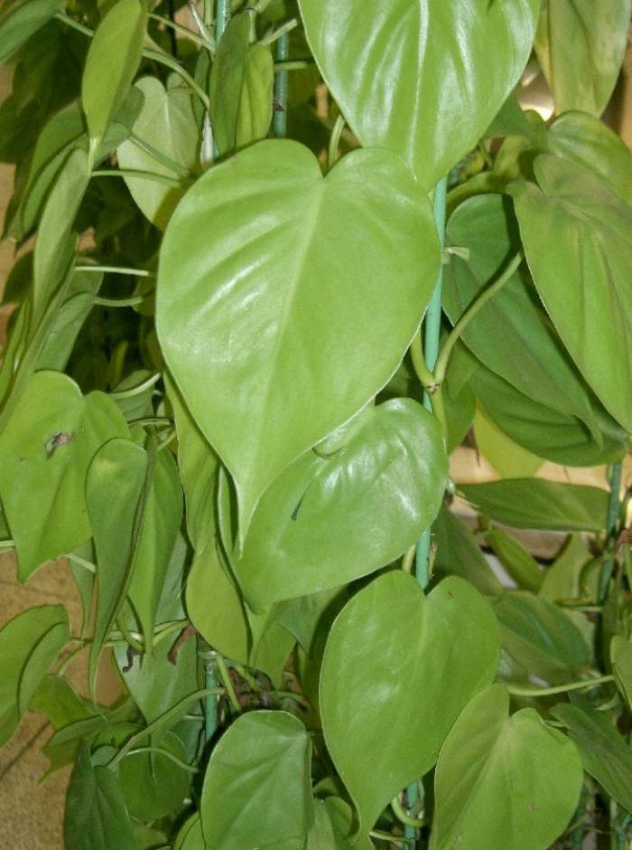 Philodendron scandens oxycardium - Heart-Leaf Philodendron | PlantMaster