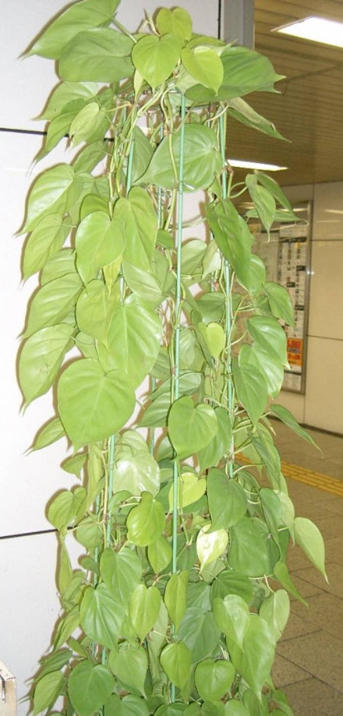 Philodendron scandens oxycardium - Heart-Leaf Philodendron | PlantMaster, image size:700x1461