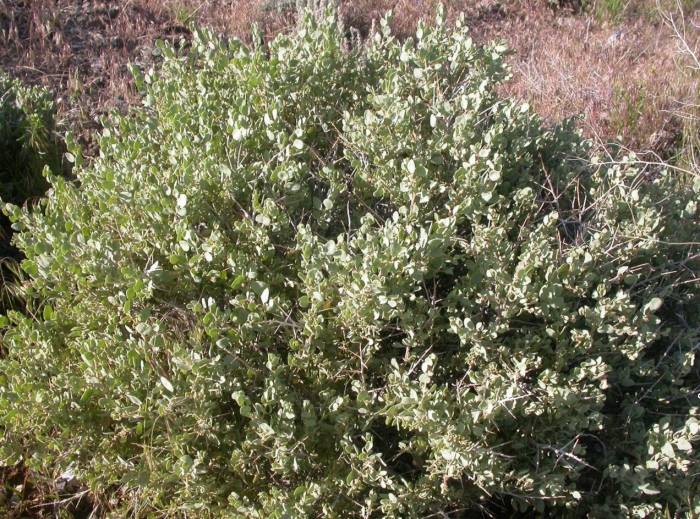 Atriplex confertifolia