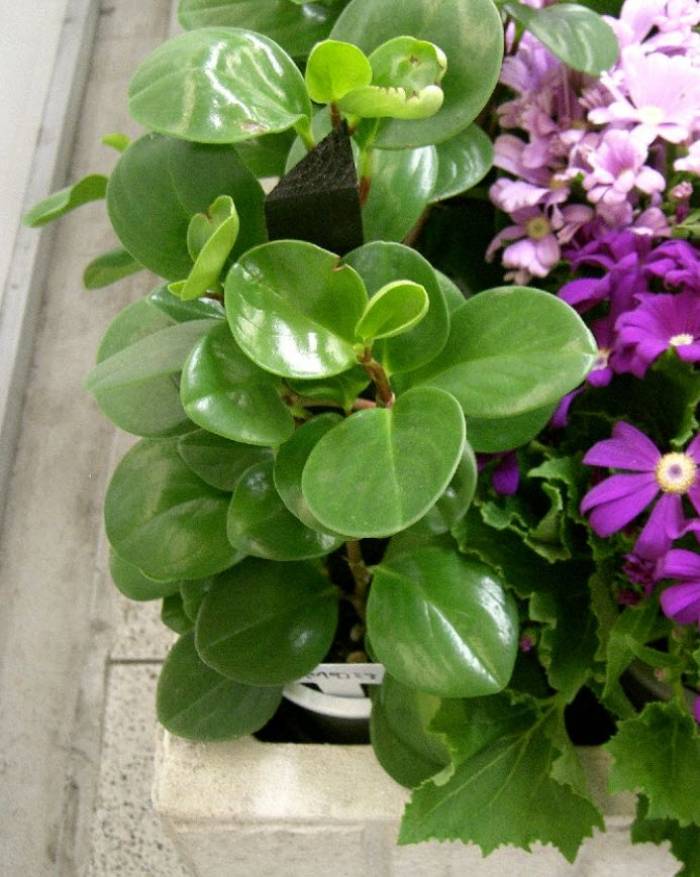 black cardinal marble philodendron Philodendron Black Cardinal No.2 Variegated
