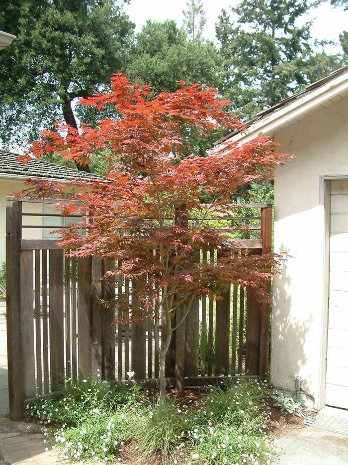 1 Hort 305 Fall ID List 05 | Plants