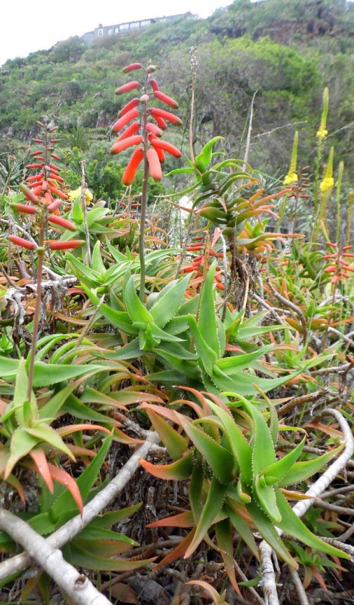 Aloiampelos ciliaris (syn. Aloe ciliaris) - Climbing Aloe | PlantMaster