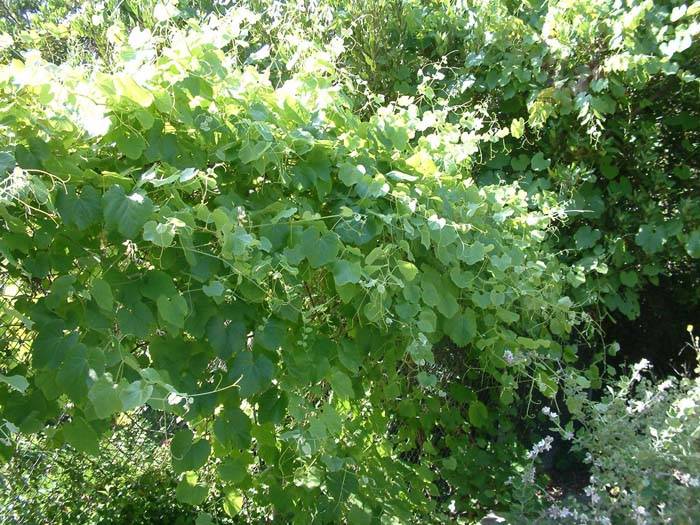 Vitis californica - California Wild Grape | PlantMaster
