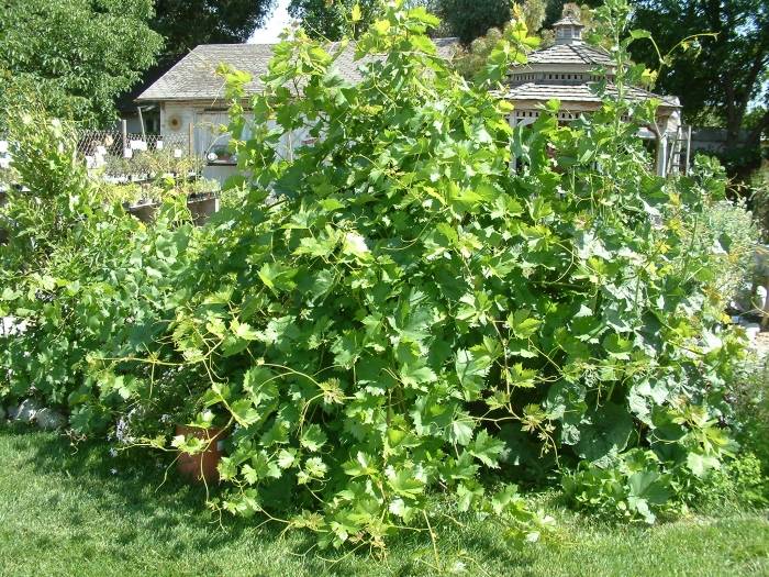 Vitis californica - California Wild Grape | PlantMaster