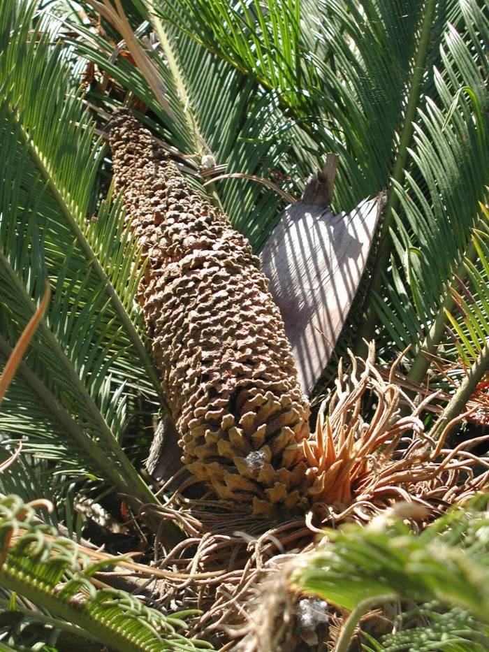 Cycas revoluta - Sago palm | PlantMaster