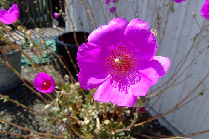 Image #2: Calandrinia grandiflora
