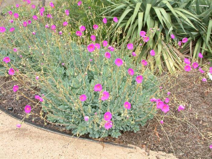 Image #4: Calandrinia grandiflora