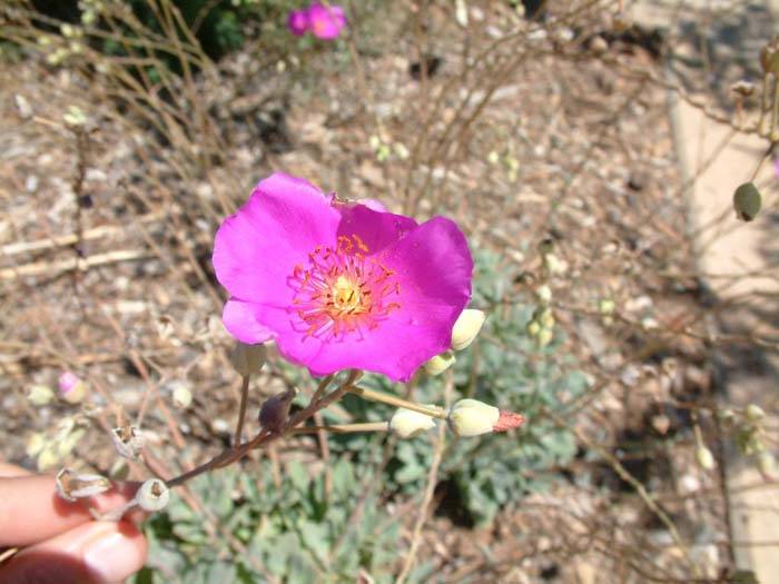 Image #5: Calandrinia grandiflora