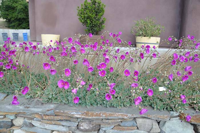 Image #6: Calandrinia grandiflora