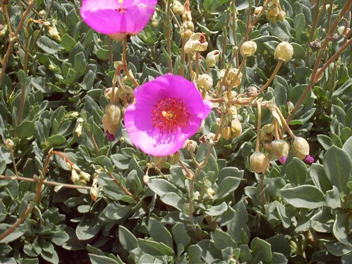 Image #8: Calandrinia grandiflora