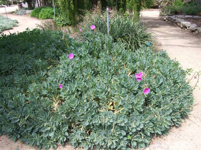 Image #9: Calandrinia grandiflora