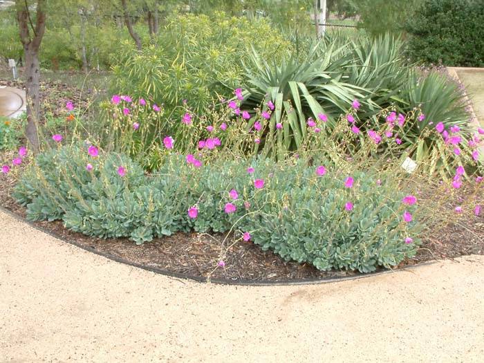 Image #10: Calandrinia grandiflora