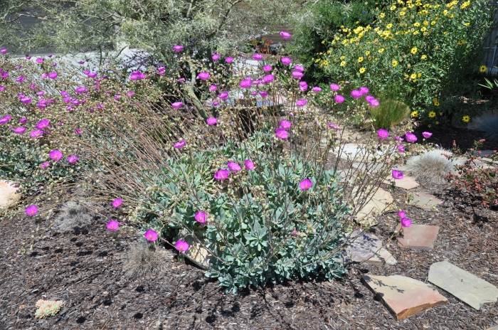 Image #11: Calandrinia grandiflora